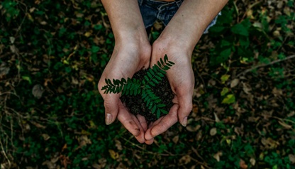 A green, leafy environment representing Alcom IT's commitment to reducing its environmental impact