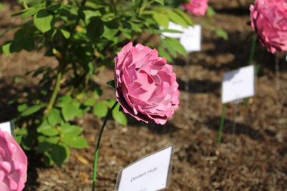 The Forever Flowers display of metal sunset roses at Waddesdon Manor, sponsored by Alcom IT for Florence Nightingale Hospice Charity